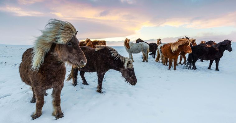 horses grazing in the snow in iceland