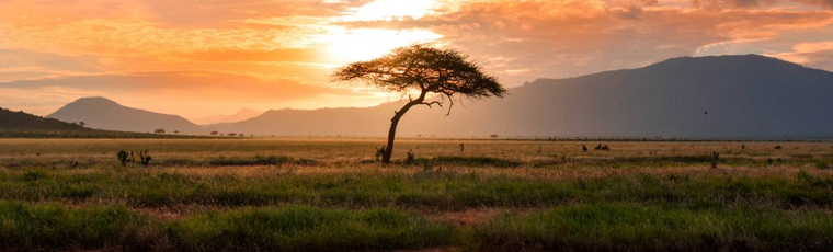 Strom v Africe