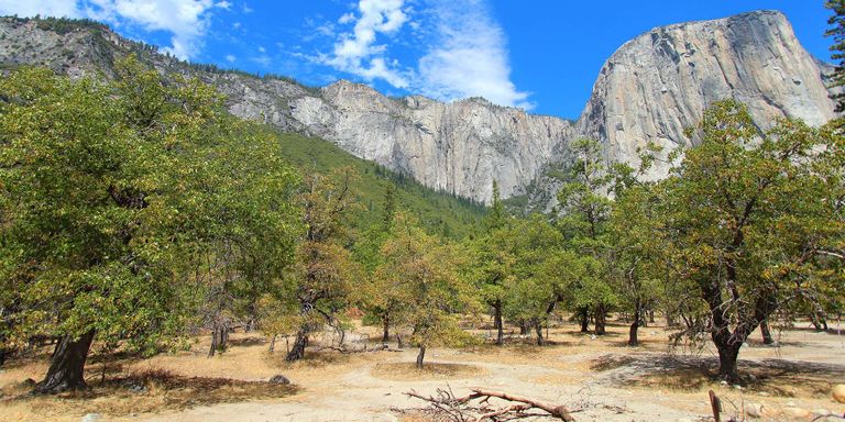 Ground level at the Yosemite Valley Loop.