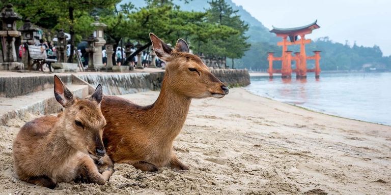 Wild deer resting on a beach on Miyajima Island, Japan