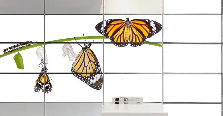 A wall made up of lit panels displaying an image of the butterfly metamorphosis from caterpillar to butterfly.