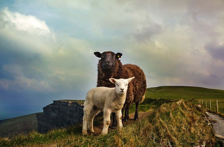 Sheep at the Cliffs of Moher in Ireland