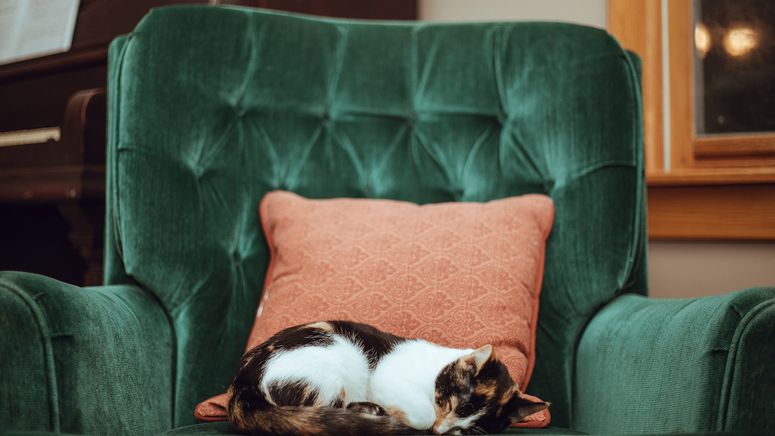 Home care- Cropped photo of a tabby cat sitting on a velvet green arm chair with orange cushion