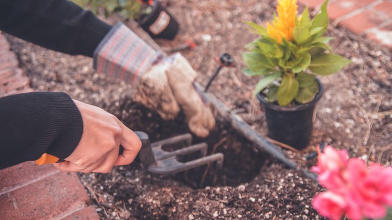 Aged care garden beds- close up photo of hands digging in a garden bed ready to plant a yellow flowering plant