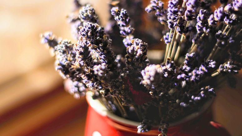 Respite care- cropped photo of purple lavendar flowers in a red pot