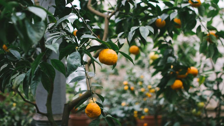 Photo of oranges on a tree in an aged care home