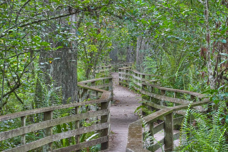 A walkway in the Corkscrew Swamp Sanctuary