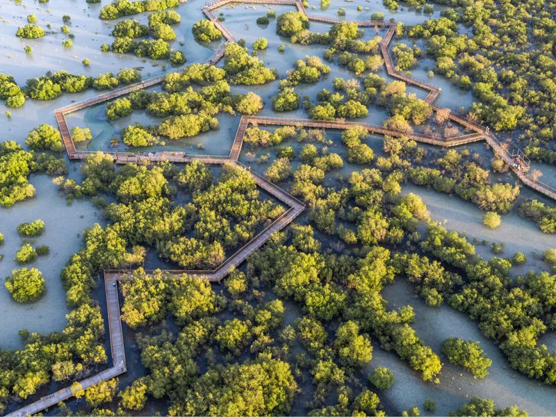 An aerial view of Jubail Mangrove Park