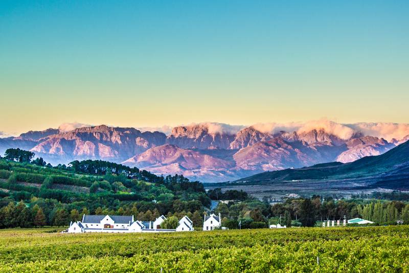 A vineyard in the Cape Winelands region in South Africa