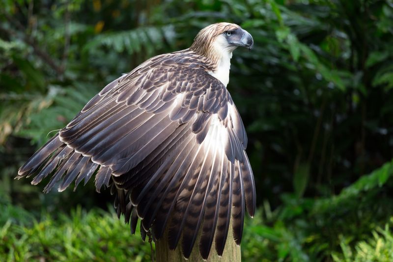 Majestic Philippine eagle