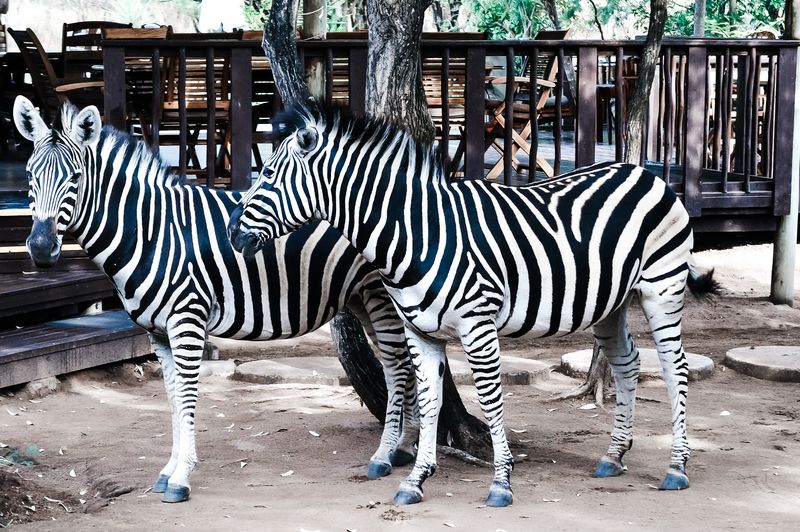 Zebras at Marloth Park, South Africa