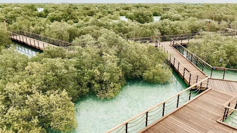 The boardwalk at criss-crossing over the water at Jubail Mangrove Park