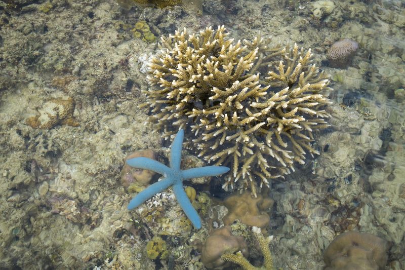 A star fish and coral in the waters of Samal Island