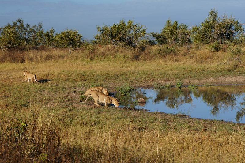 Lionesses at a waterhole in the Kruger National Park, South Africa