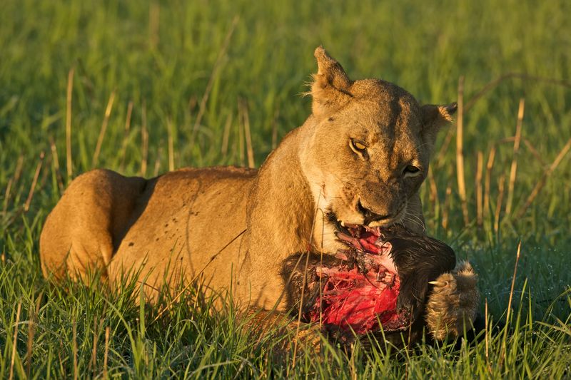 A lioness eating meat in the savannah at Kafue National Park