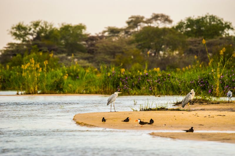 Grey herons and African skimmers on the bank of the Zambezi River