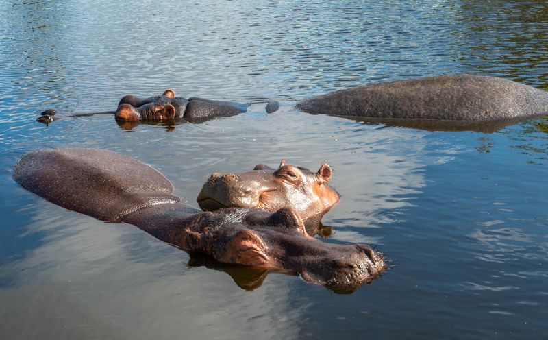 A family of hippos in South Luangwa, Zambia