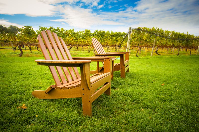 Two Cape Cod-style chairs with rows of vines in the background on a sunny day