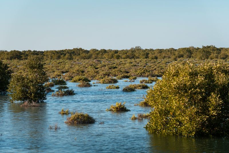 Mangroves at high tide near Jubail Island