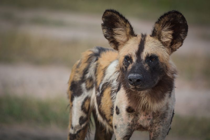 An African wild dog looking at the camera
