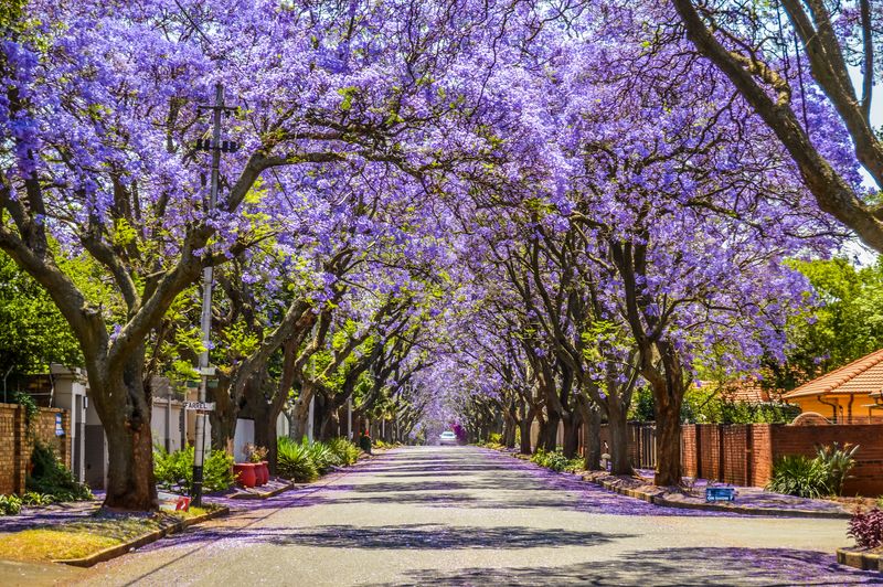 Streets lined with jacaranda trees in Johannesburg, South Africa