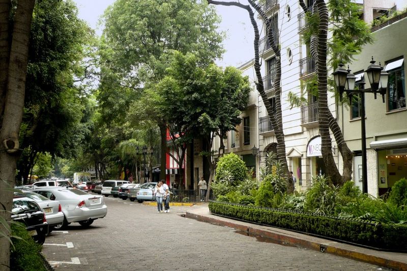 A tree-lined street in the Colonia Juarez neighbourhood in Mexico City