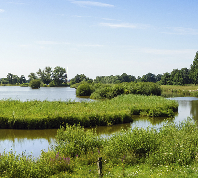 natural landscape of marshes with a river and greenery