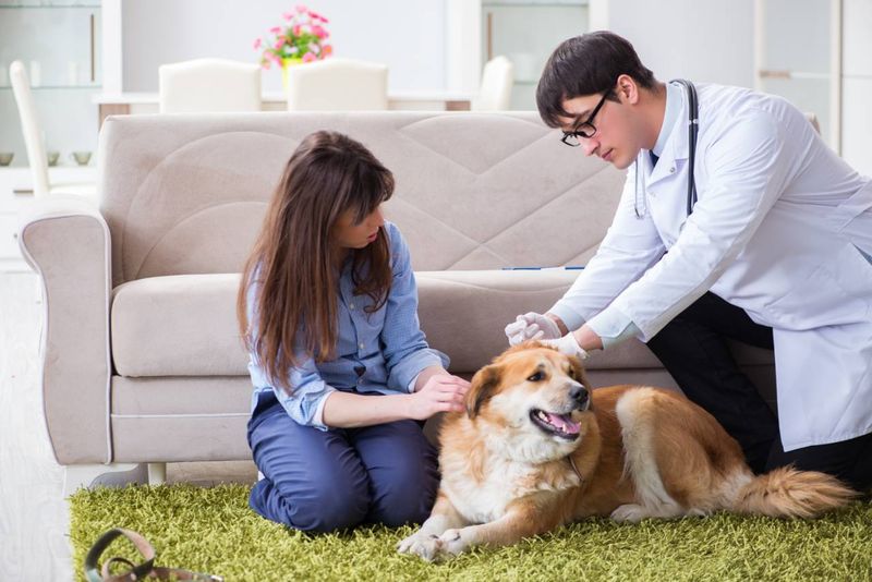 Očkování psa