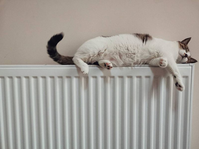 Kočka na radiátoru