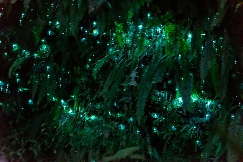 Glow worms in the dell in Hokitika