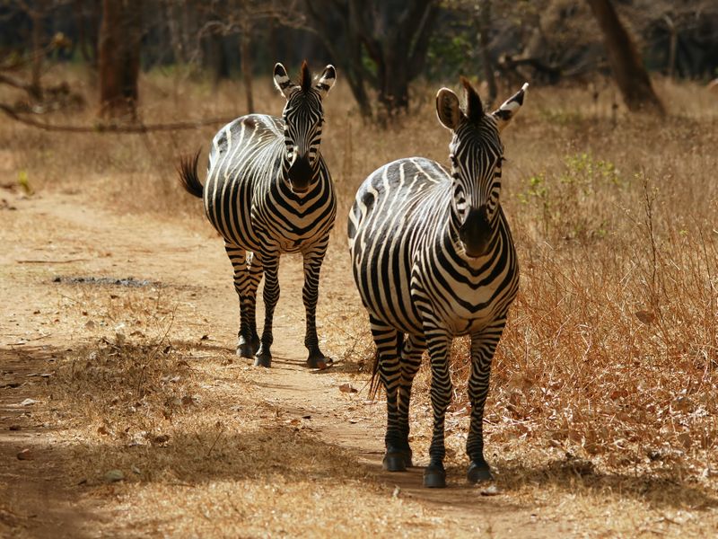 Zebra near Lusaka, Zambia