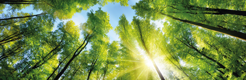 sunlight shines through sustainable forest - reduce business carbon footprint