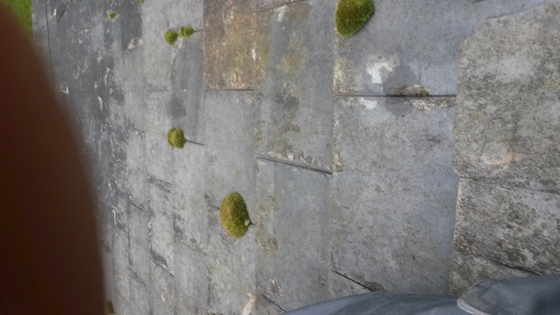 this Little bit of moss on the slates can build up fall into the gutters and clog them 