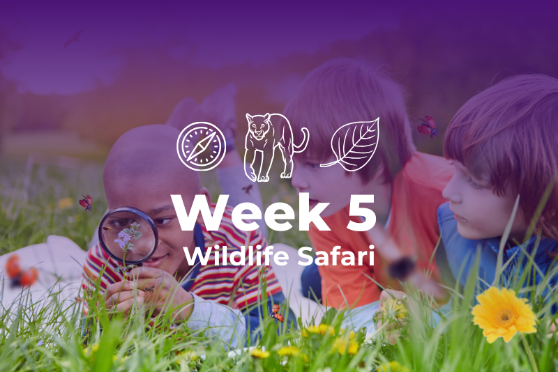 Summer Themed Weeks - Week 5 Wildlife Safari