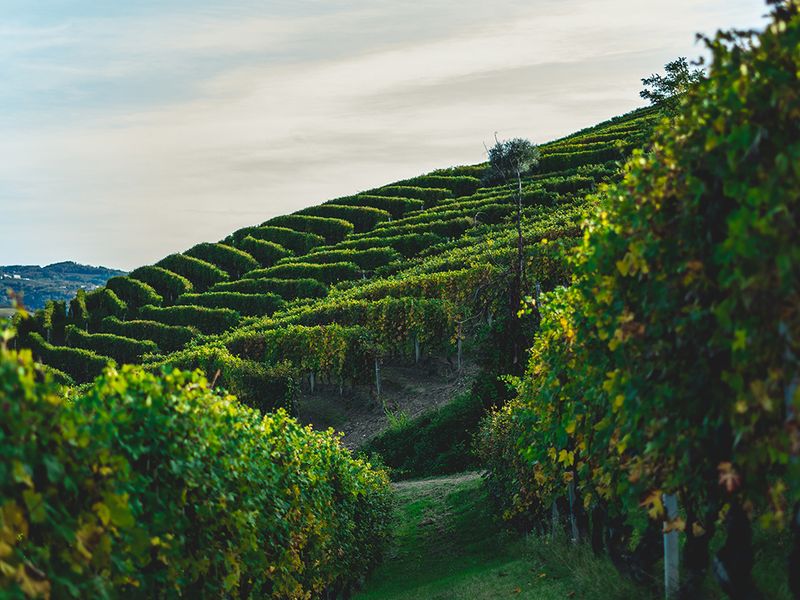 Peak season on an Italian vineyard 