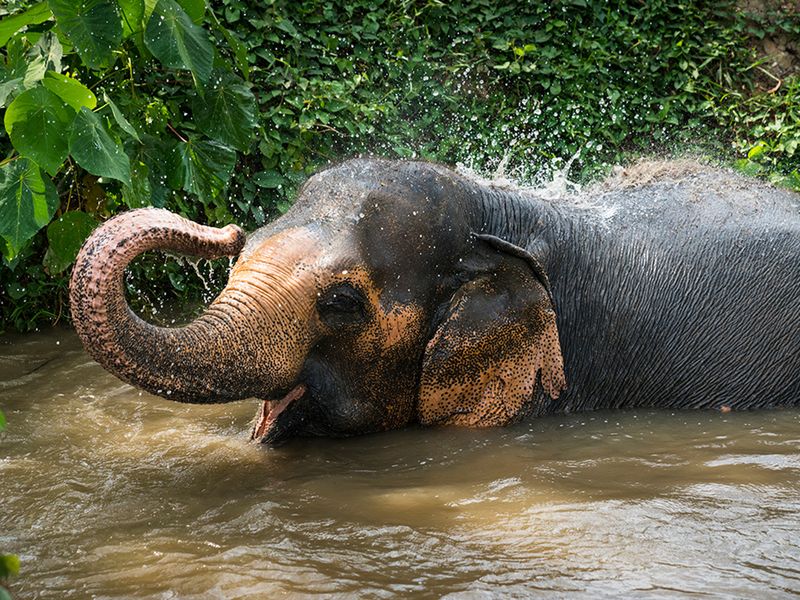 Rescued elephant taking a bath in a sanctuary Thailand