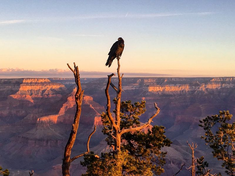 Eagle perched above the Grand Canyon 