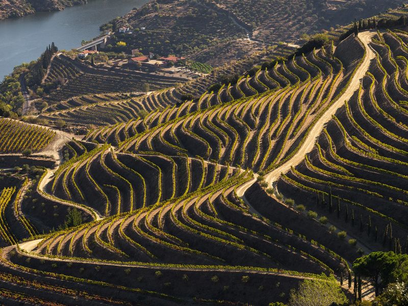 terraced vineyards of the Douro River Valley