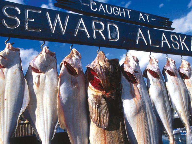 fish hanging on hooks below a seward alaska wooden sign