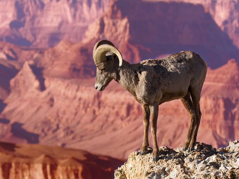 Desert Big Horn Ram Standing On The Edge Of Grand Canyon