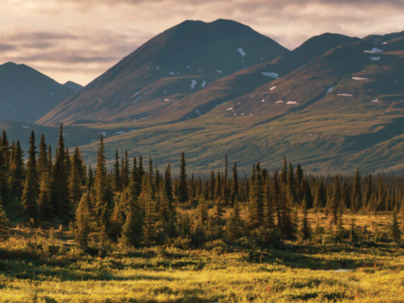 mountain range and forest at denali national park in alaska
