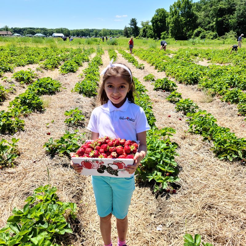 We collaborate with local farms (Verrill farm at concord ma) organic strawberries for our gelato ice cream