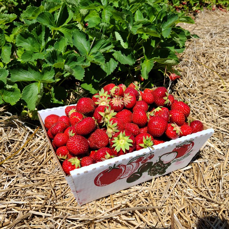 organic fresh strawberries picker at Verrill farm concord for our ice cream gelato