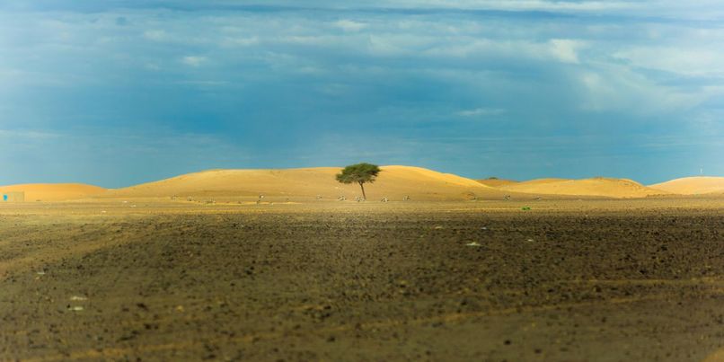 a tree in a desert