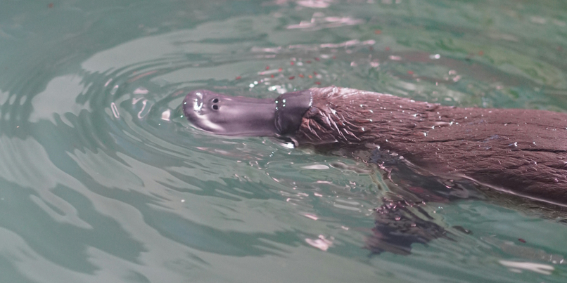 Platypus