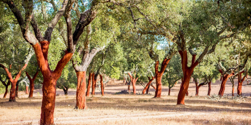Cork Trees Portugal