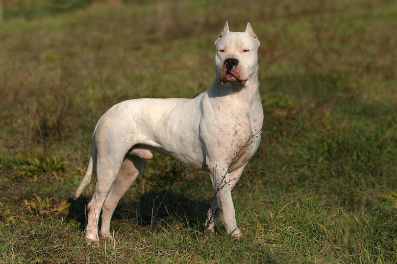 Dogo Argentino Full Grown