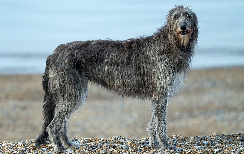 Primary image of Scottish Deerhound dog breed