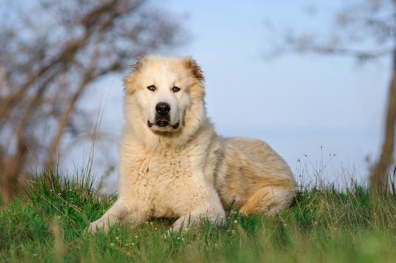 Primary image of Central Asian Shepherd Dog dog breed