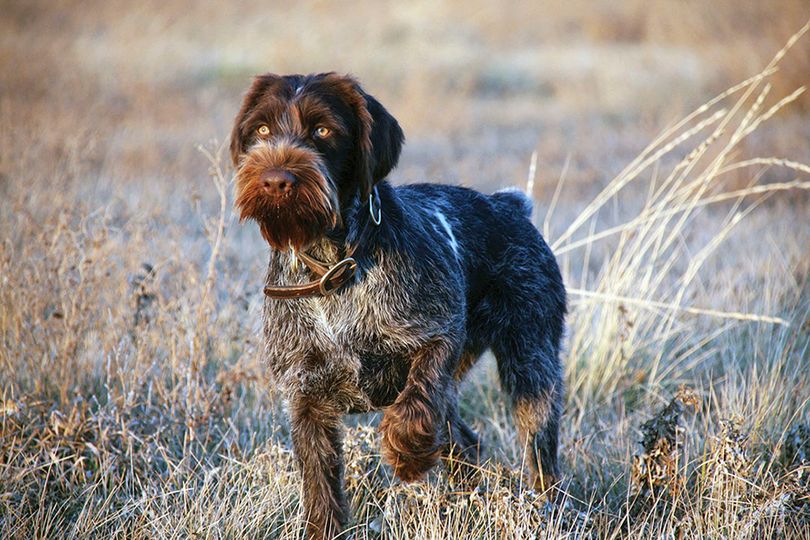 Primary image of Wirehaired Pointing Griffon dog breed